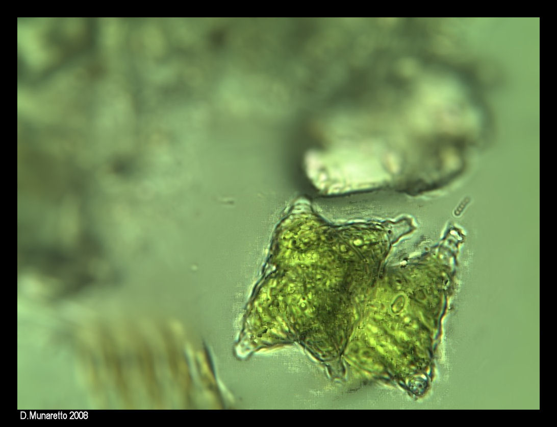 Staurastrum sp.